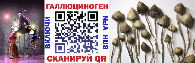Галлюциногенные грибы Psilocybine cubensis darknet Telegram Гурьевск где купить наркоту