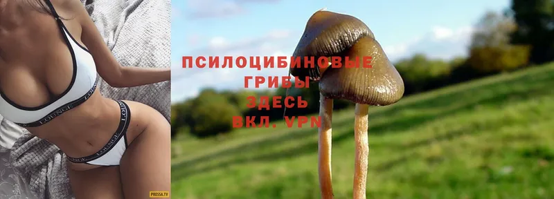 Галлюциногенные грибы Psilocybine cubensis  Гурьевск 